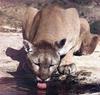 Cougar (Puma concolor) drinking water
