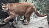 Cougar (Puma concolor) on rock