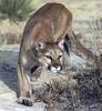 Cougar (Puma concolor)