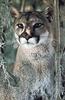 Cougar (Puma concolor) portrait