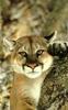 Cougar (Puma concolor)