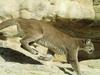 Cougar (Puma concolor) running