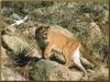 Cougar (Puma concolor) on slope