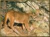 Cougar (Puma concolor) on slope