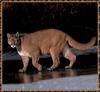 Cougar (Puma concolor) pacing on ice