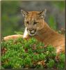 Cougar (Puma concolor) resting