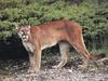 Cougar (Puma concolor)