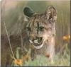 Cougar (Puma concolor) head