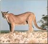 Cougar (Puma concolor) standing on hill