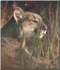 Cougar (Puma concolor) head