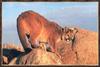 Cougar (Puma concolor) on rock