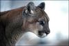 Cougar (Puma concolor) head