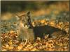 Cougar (Puma concolor) on leaves