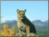 Cougar (Puma concolor)