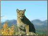 Cougar (Puma concolor)