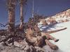 Cougar (Puma concolor) resting on snow