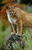 Cougar (Puma concolor) in snow fall