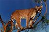 Cougar (Puma concolor) juvenile on tree