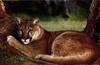 Cougar (Puma concolor) resting under tree