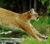 Cougar (Puma concolor) running