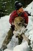 Cougar (Puma concolor) cub and researcher