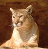 Cougar (Puma concolor) head