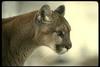 Cougar (Puma concolor) head