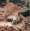 Cougar (Puma concolor) and kill