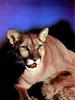 Cougar (Puma concolor) face