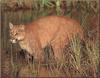Cougar (Puma concolor) in swamp