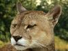 Cougar (Puma concolor) face