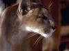 Cougar (Puma concolor) face