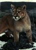 Cougar (Puma concolor) portrait