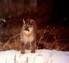 Cougar (Puma concolor)