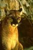 Cougar (Puma concolor) - San Diego Zoo