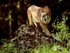 Cougar (Puma concolor) snarling pace