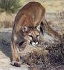 Cougar (Puma concolor) stalking pace
