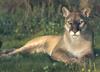 Florida Panther (Puma concolor coryi) sitting on grass