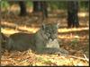 Florida Panther (Puma concolor coryi)