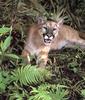 Florida Panther (Puma concolor coryi)