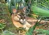 Florida Panther (Puma concolor coryi)