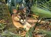 Florida Panther (Puma concolor coryi)