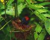 Black-hooded Antwren - Formicivora erythronotos (Hartlaub, 1852)