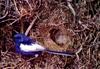 White-winged Fairy-wren - Malurus leucopterus (Gould, 1833)