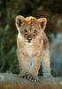 African lion (Panthera leo)  cub