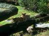 African lion (Panthera leo)  cubs