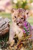 African lion (Panthera leo)  - cub