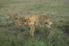 African lion (Panthera leo)  - mother and cubs