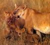 African lion (Panthera leo)  family