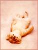 African lion (Panthera leo)  relaxing cub